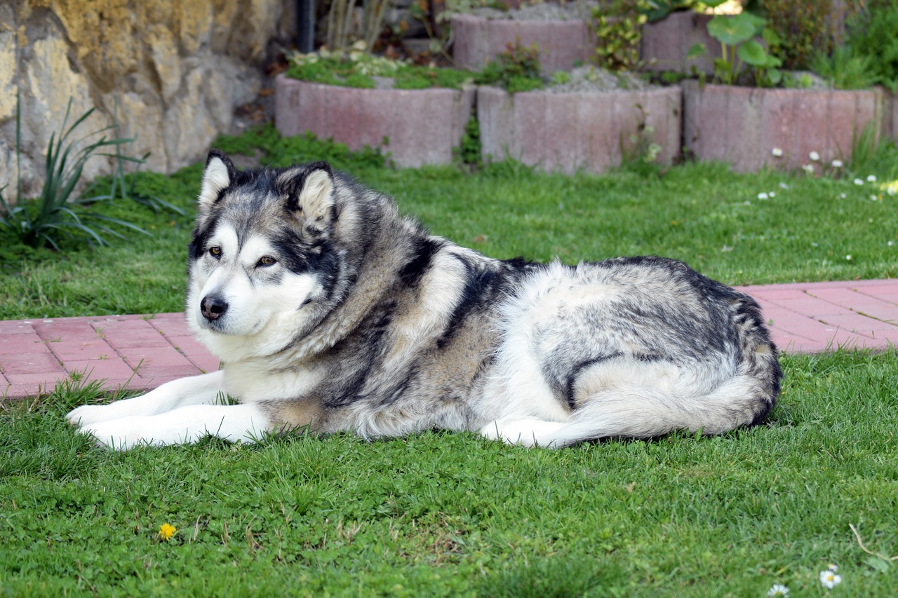 The Unique Features of the Alaskan Malamute